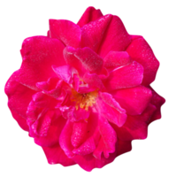 Cabeza de flor rosa 'gloriana' en el guldemondplantsoen rosarium boskoop países bajos