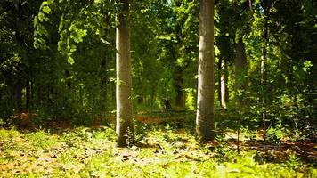 Sun beams through thick trees branches in dense green forest photo