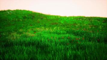Landscape view of green grass on slope photo