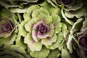Cabbages vegetable texture background photo
