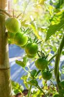 tomate verde joven en vid planta árbol naturaleza jardín fondo foto