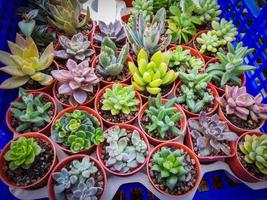 succulent plant and cactus in pot various types mix of collection set cactus decorate in the garden