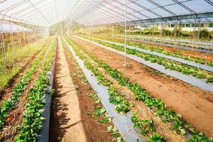 campo de cultivo de plantas de fresa en el invernadero foto