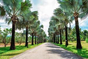 palmeras al borde de la carretera en el jardín del parque con carretera en un día brillante y fondo de cielo azul foto