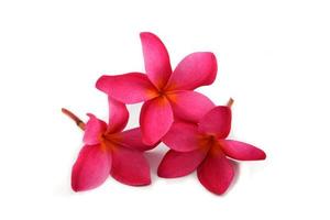 Pink flower isolated Red Frangipani Plumeria on white background photo