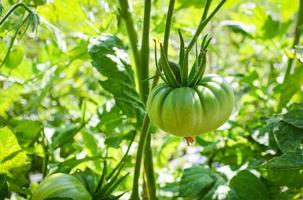 tomate verde joven en vid planta árbol naturaleza jardín fondo foto