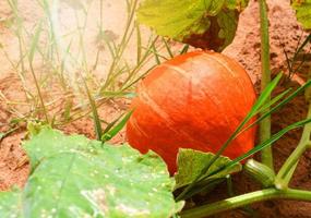 Orange pumpkin plant tree growing on vine ground on organic vegetable garden agriculture farm photo