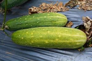 Fresh green cucumber growing on plant vine tree on organic vegetable garden farm wait for harvesting cucumber photo