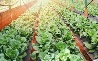 repollo verde fresco que crece en el campo con una hilera de verduras en una granja orgánica de invernadero foto