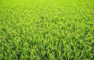 Green rice field with paddy rice growing agriculture background top view photo