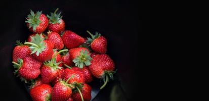 strawberry on black bucket, fresh ripe strawberry field harvest strawberries picking on tank fruit collected strawberry photo