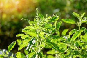 Holy basil - sweet basil plant tree leaves fresh green holy basil leaf on tree in the garden herb photo
