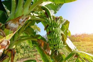 banana fruit on banana tree in the summer, raw banana - green banana fruit in the garden photo