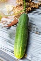 Fresh green cucumber growing on plant vine tree on organic vegetable garden farm wait for harvesting cucumber photo