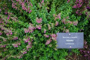 plantas de teucrium lucydris, inflorescencia rosa. hierba medicinal
