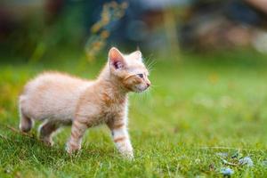 Adorable red kitten with green eyes posing outdoors in grass.
