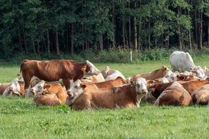 Herd of cows at summer green field photo