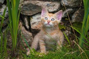 lindo gatito rojo jugando al aire libre. retrato de un gatito rojo en el jardín. atigrado gatito rojo divertido con ojos verdes y orejas grandes. tema de bebé animal foto