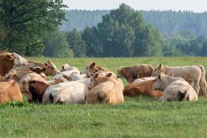 Herd of cows at summer green field photo