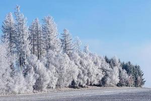 Winter landscape, winter trees covered with frost. photo