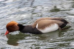 Red-crested pochard on the pond, Netta rufina photo