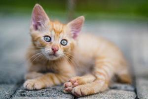 Portrait of a red kitten in the garden. Tabby funny red kitten with green eyes and with big ears. Animal baby theme photo