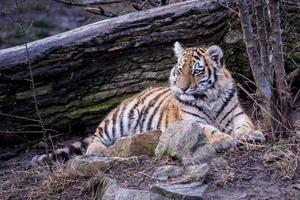 Cute siberian tiger cub, Panthera tigris altaica photo