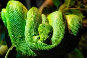 árbol verde pitón morelia viridis primer plano. arte del retrato foto