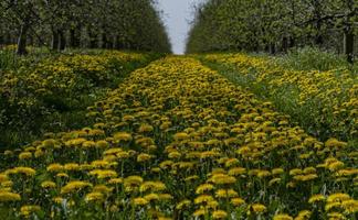 Dandelions in the apple orchard. Beautiful flowers of yellow dandelions in nature in warm summer or spring. photo