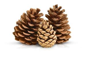 composition of three brown pinecones isolated on white background. Has a reflex and a shadow. photo