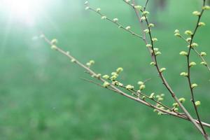 Shrub with thin twigs and young leaves on them. Spring background with sun glare photo