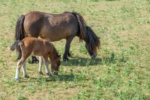 Pony and foal graze on a green field. Soringtime. pasture photo