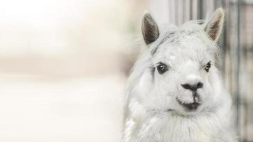 Banner with funny white alpaca llama on beige background with sunlight photo