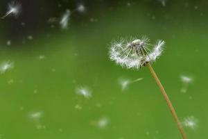 white dandelion on a green background. The wind blew away the flower seeds. Spring background photo