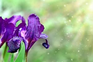 Purple irises on a green background. sunny day. Spring flowers photo