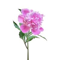 pink peony with green leaves isolated on white background photo