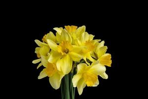 Bouquet of bright yellow daffodils on a black background