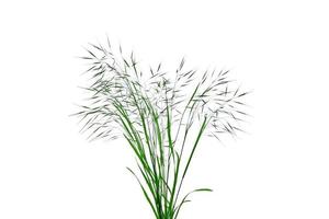 Field spikelets isolated on white background. Grass bush for design. Graphic element. photo