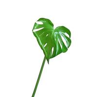 Beautiful heart shaped monstera leaf isolated on white background. Design element photo