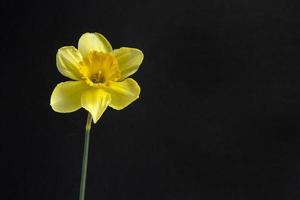 Yellow daffodil flower on the black background photo