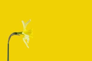 Yellow daffodil flower on the same background turned sideways photo