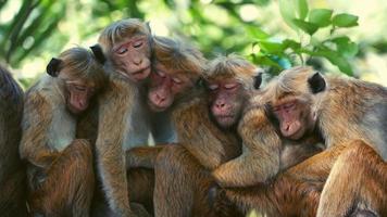 mono durmiendo en grupo