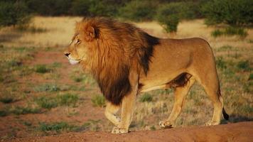 A Big Lion