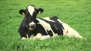 Cows In The Farm photo