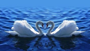 Two Swans With Heart Shape in The Lake photo