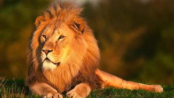 Lion In Nature photo