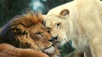 Lion And Lioness photo