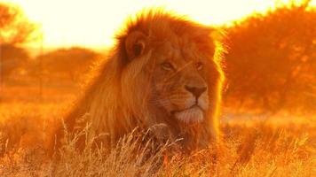 A Lion On Sunset photo