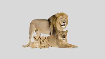 Lioness Panthera On Gray Background photo