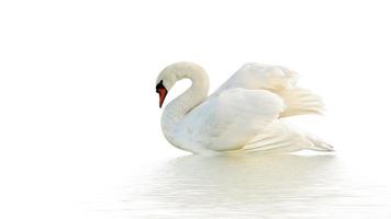 Swan On The White Surface